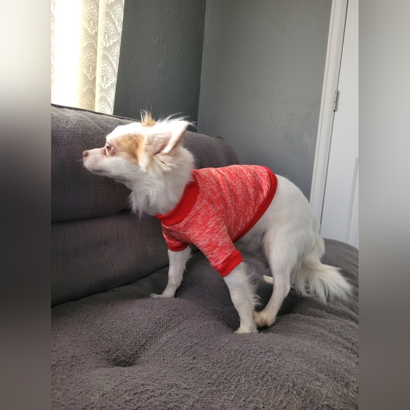 Dog Sweats - Picture 5 of 6